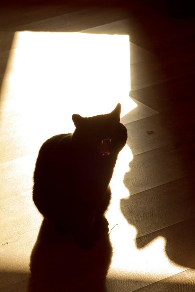 Елена Уоттс | Москва