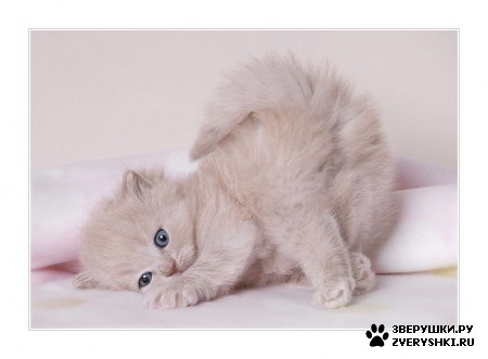 Виктория Гасс | Одесса