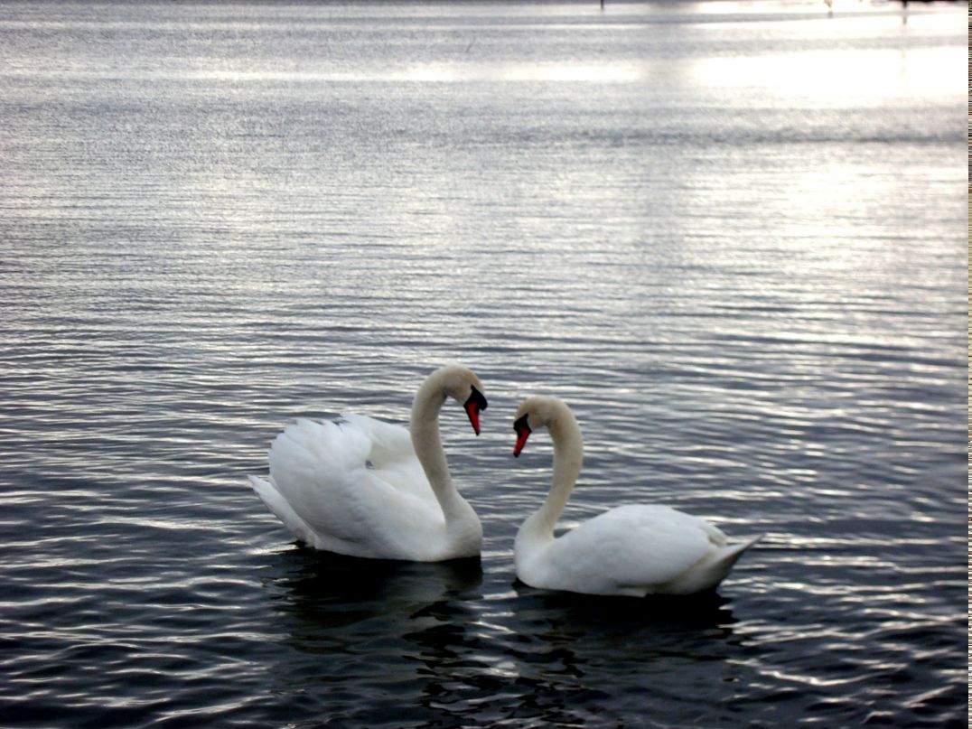 Оля Василишин | Львов