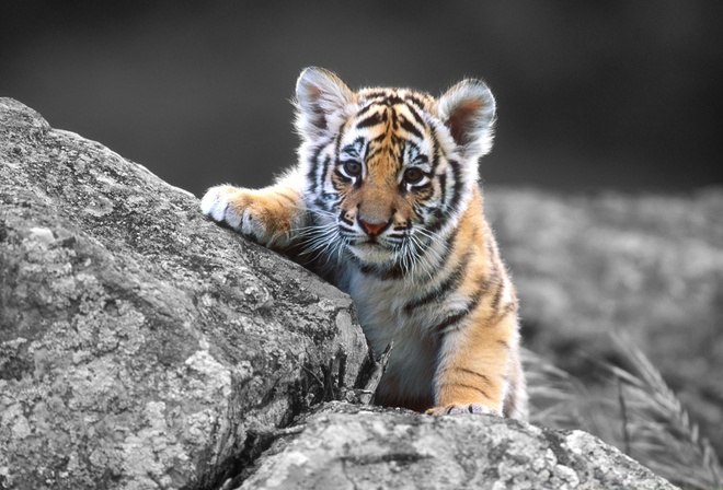 Алексей Ушаков | 