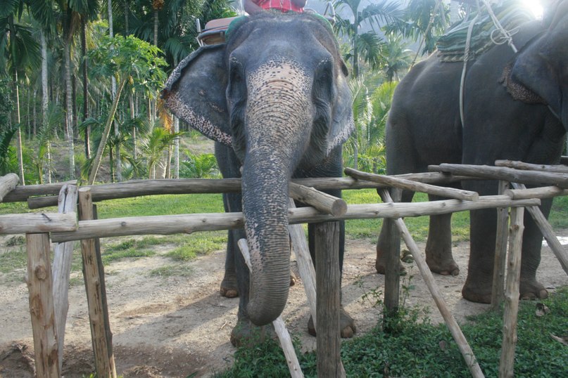 Денис Витман | Москва