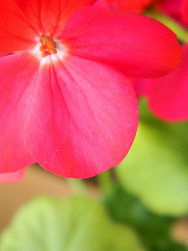 Анара Романычева | Казань