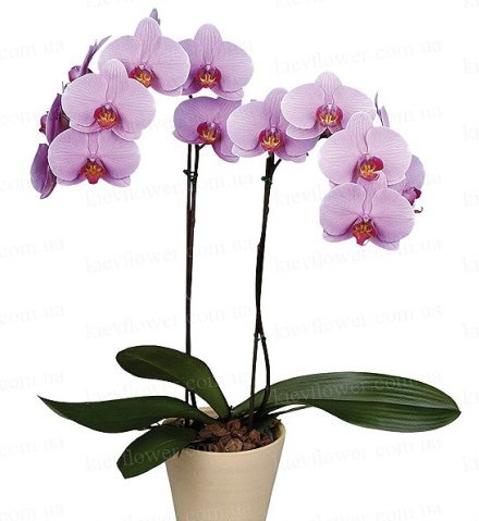 №146, Катерина Байдуганова, Нефтекамск №146, Катерина Байдуганова, Нефтекамск