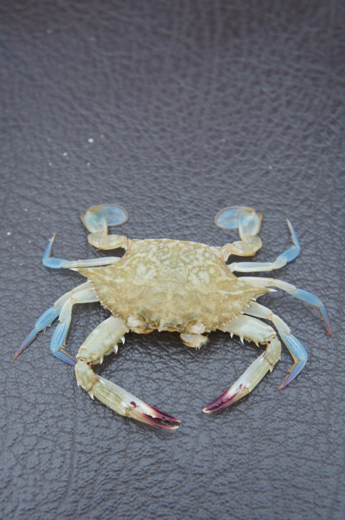 Анюта Кудряшка ✿ ܓs*iy ✿ ܓ | Новосибирск