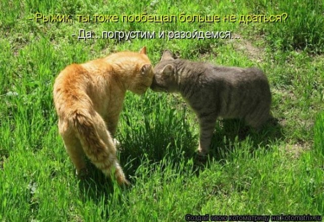 Елена Белкина | 