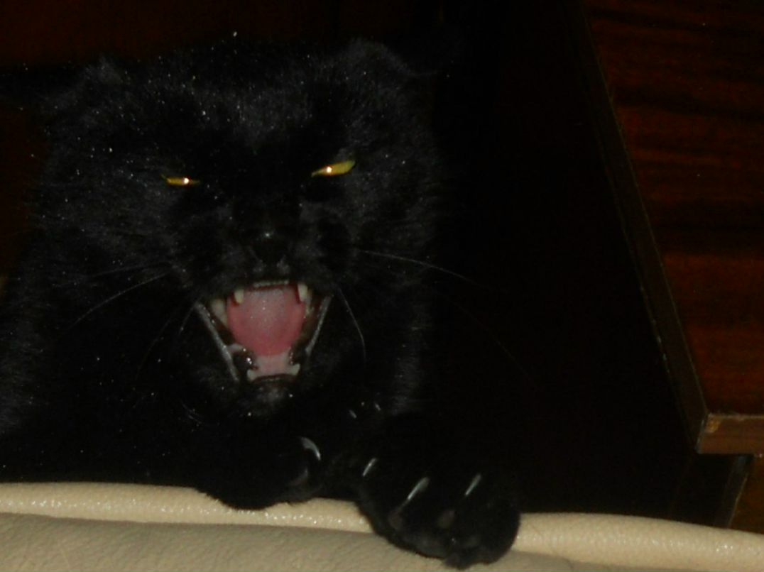 Мария Архипова | 