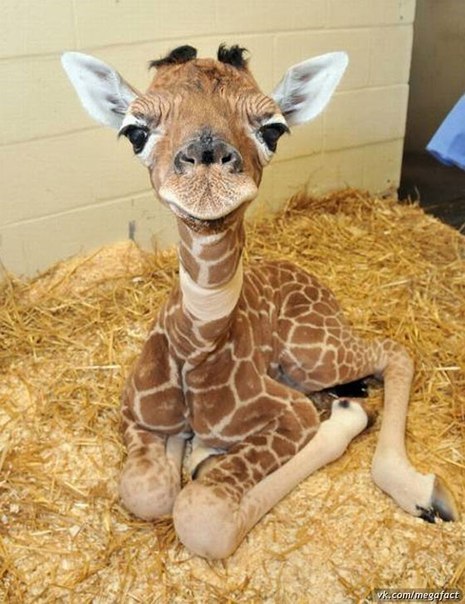 Алёна Бенгус | Ростов-на-Дону