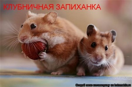 Светлана Стахиева | Кривой Рог