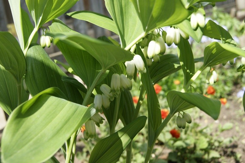 Ольга Мисонова | Пермь