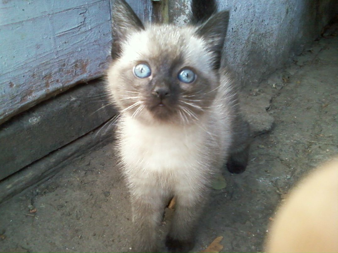 Владимир Иванов 6apc | Москва