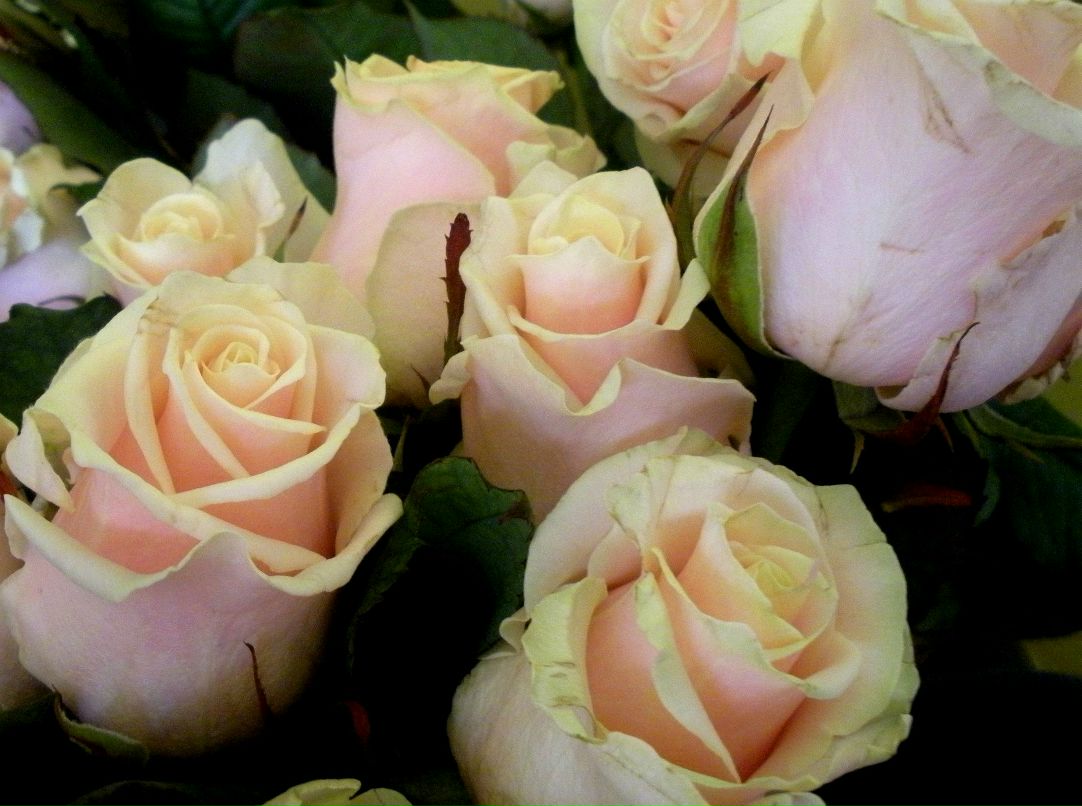 Ксюша Чернякова | Одесса