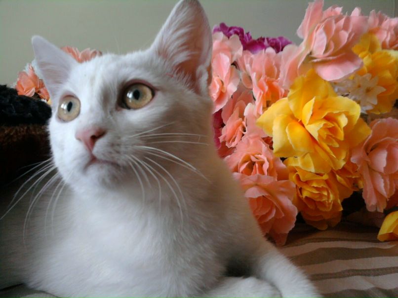 Olga Kost | Обухов