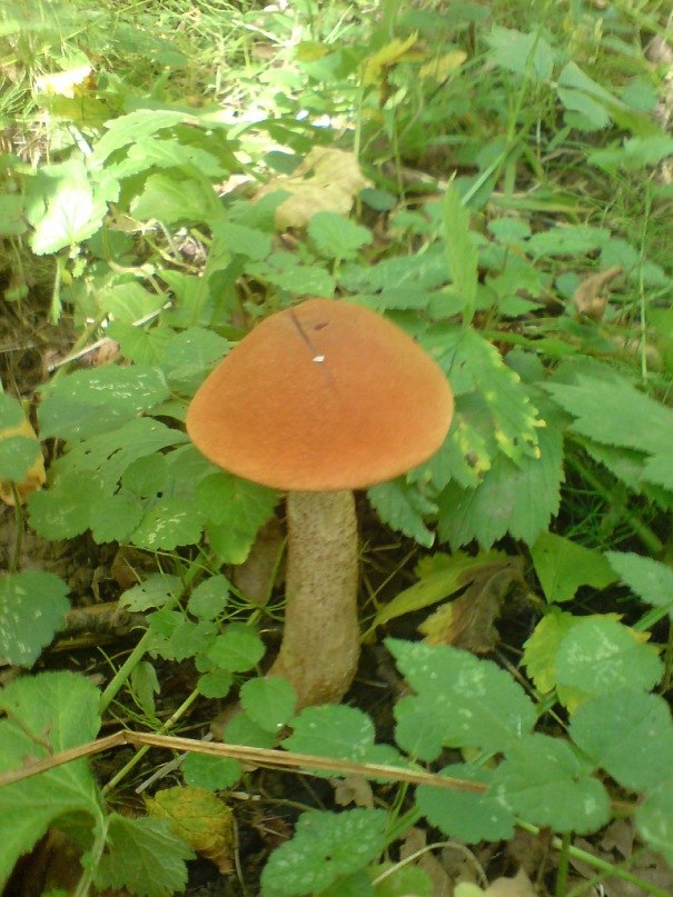 Татьяна Свирчевская | Чехов