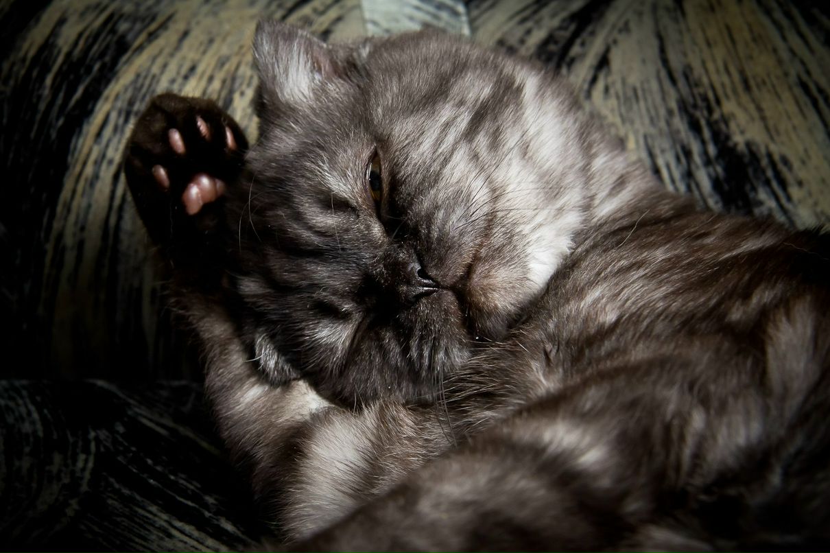 Михаил Степанищев | Челябинск