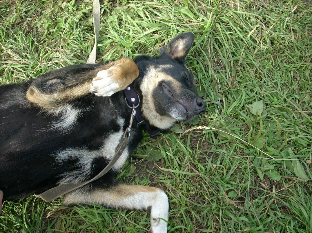 Данил Сорокин | Череповец