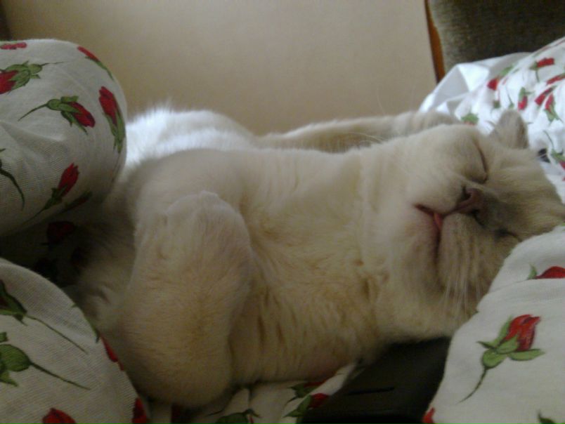 №91, Ольга Хлебалова, Санкт-Петербург №91, Ольга Хлебалова, Санкт-Петербург