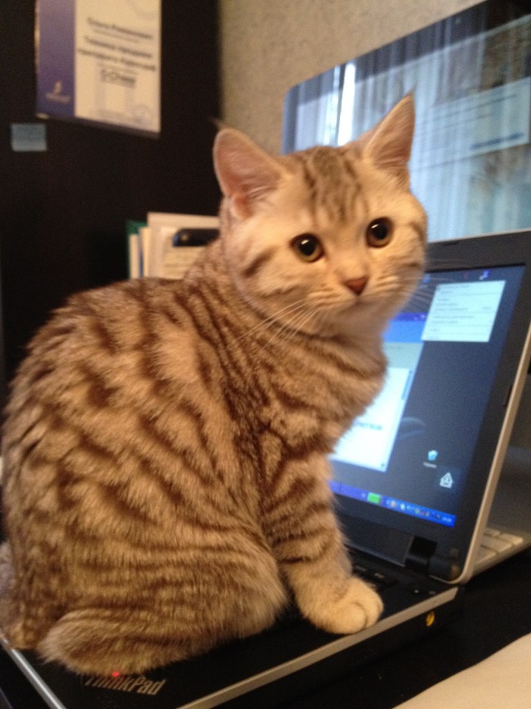 Марина Чернова | Москва