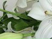 Марина Грунтовская ˜”*°•..•°*”˜ | Кириши