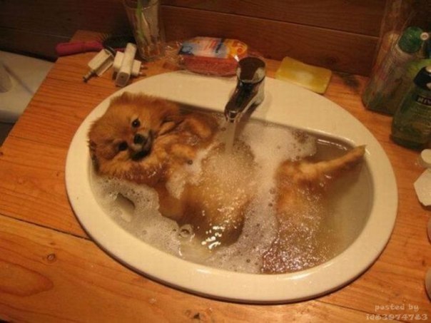 Данила Петровский | 