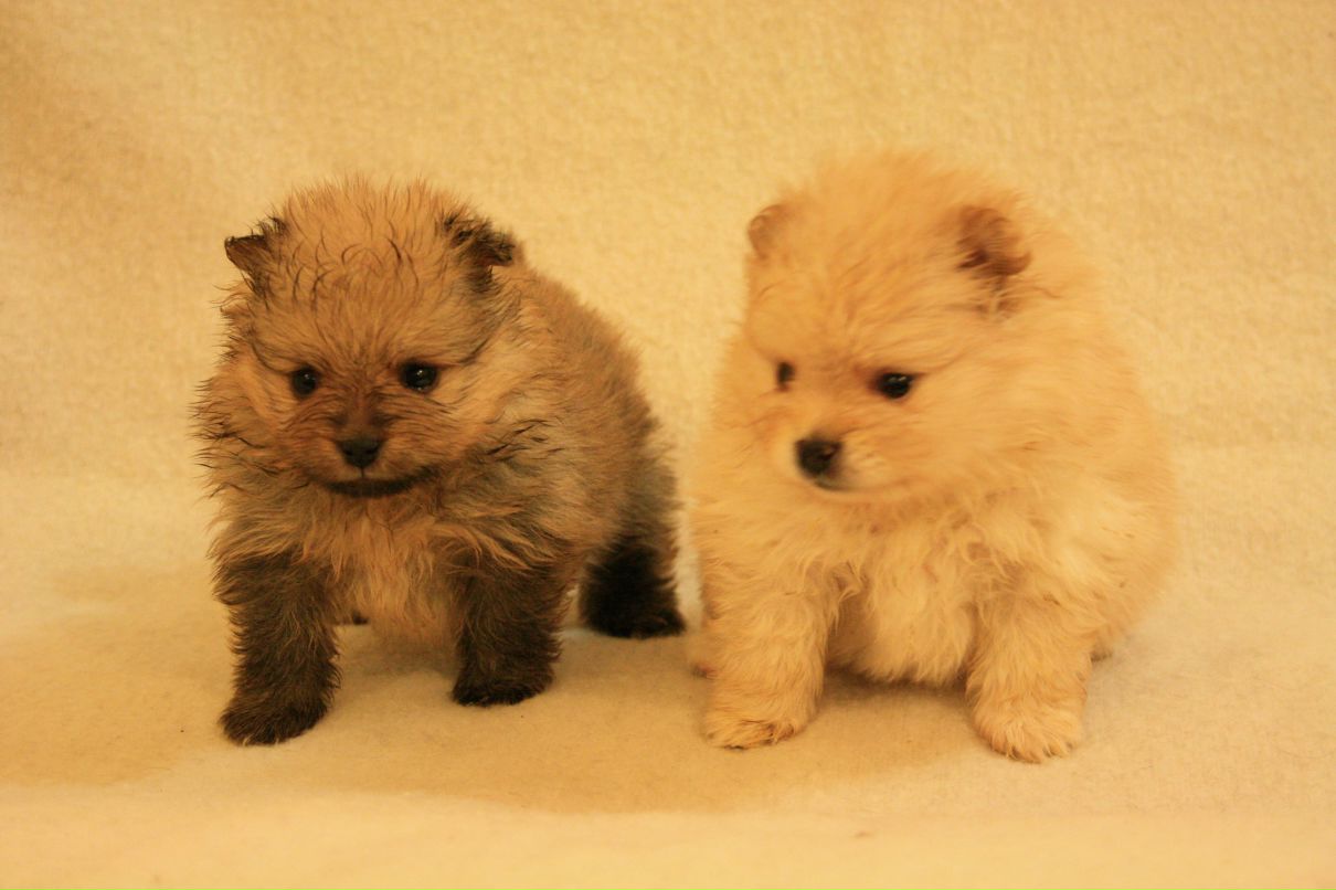 Елена Жарко | 