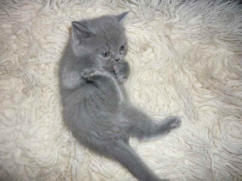 Леся Яхья FOX | Псков