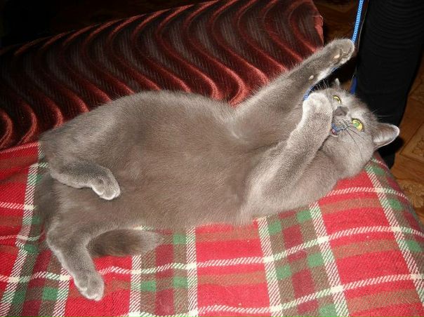 №13, Тамара Копосова, 69 лет, Чирчик №13, Тамара Копосова, 69 лет, Чирчик