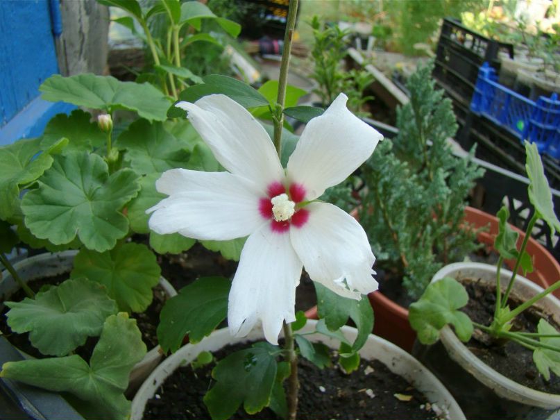 Белк Сосновский | Санкт-Петербург