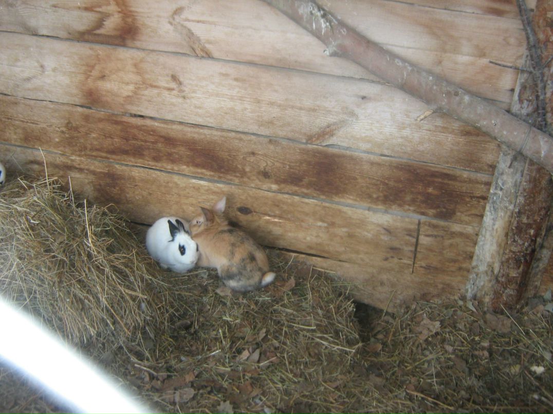 Алла Стилиану | Limassol