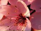 Елена Попова | Иркутск