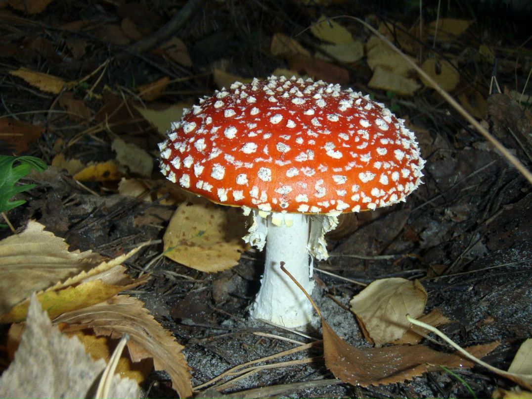 Andrey Dyachkov D.A.A. | 