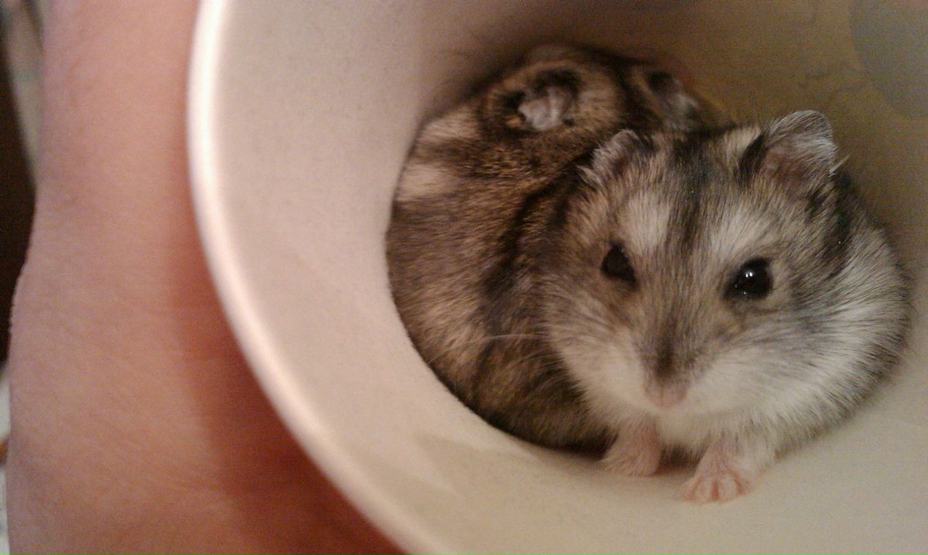 Вероника Малоненкова | Санкт-Петербург