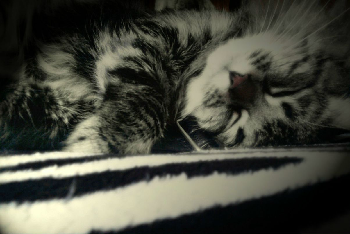 Марсик Пушистый | Вологда