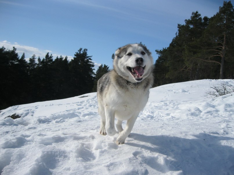 Димка Капустин | 