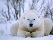 Фотография Дольган Кеквеев