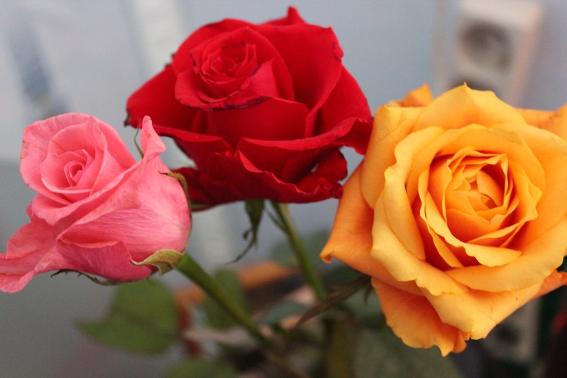 Ксюня Ксюня-Милашка | Москва