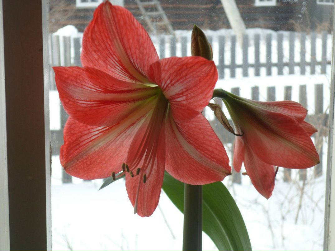 Наталья Билименко | Черевково