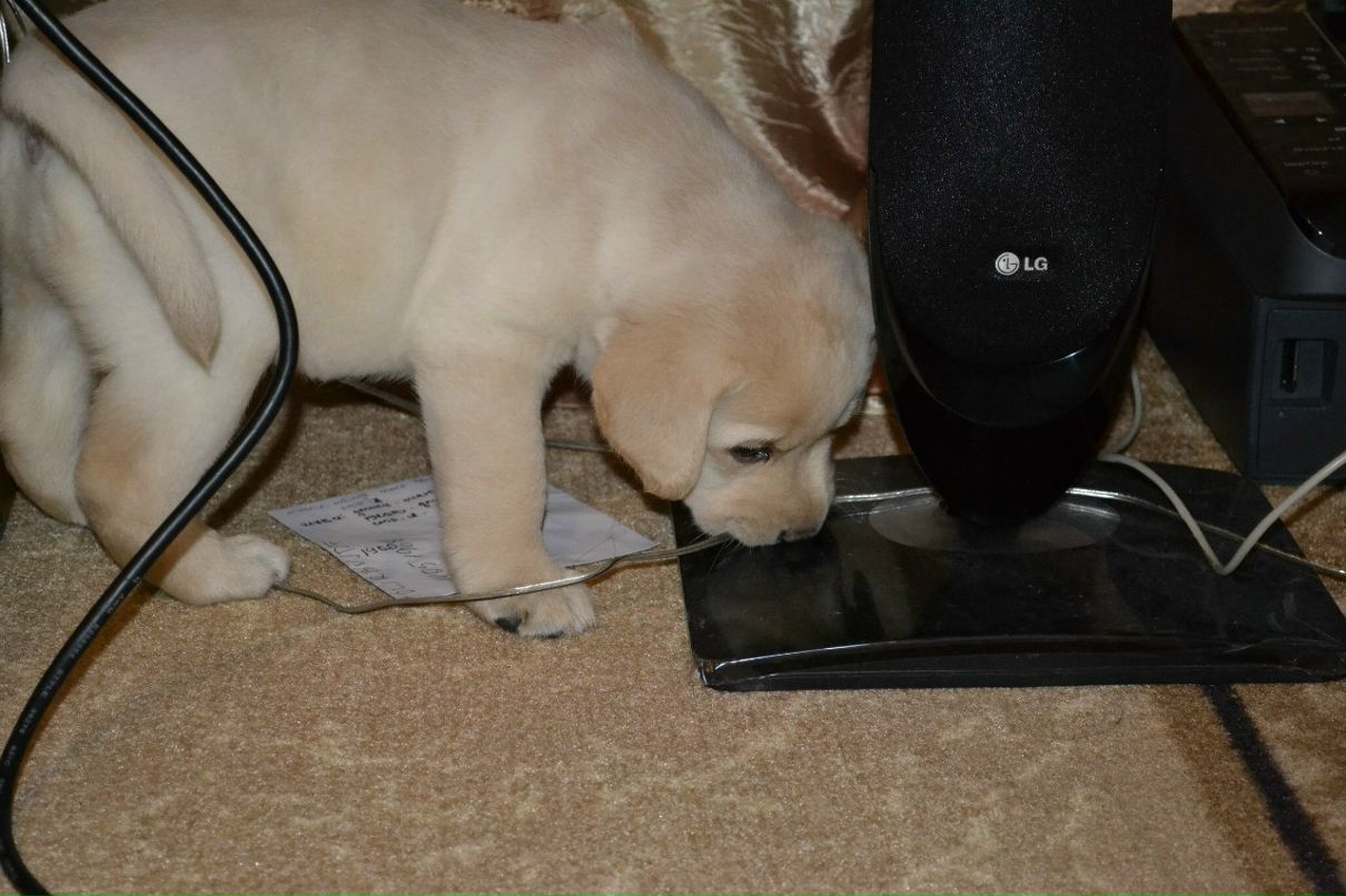 Виктор Дубский | 