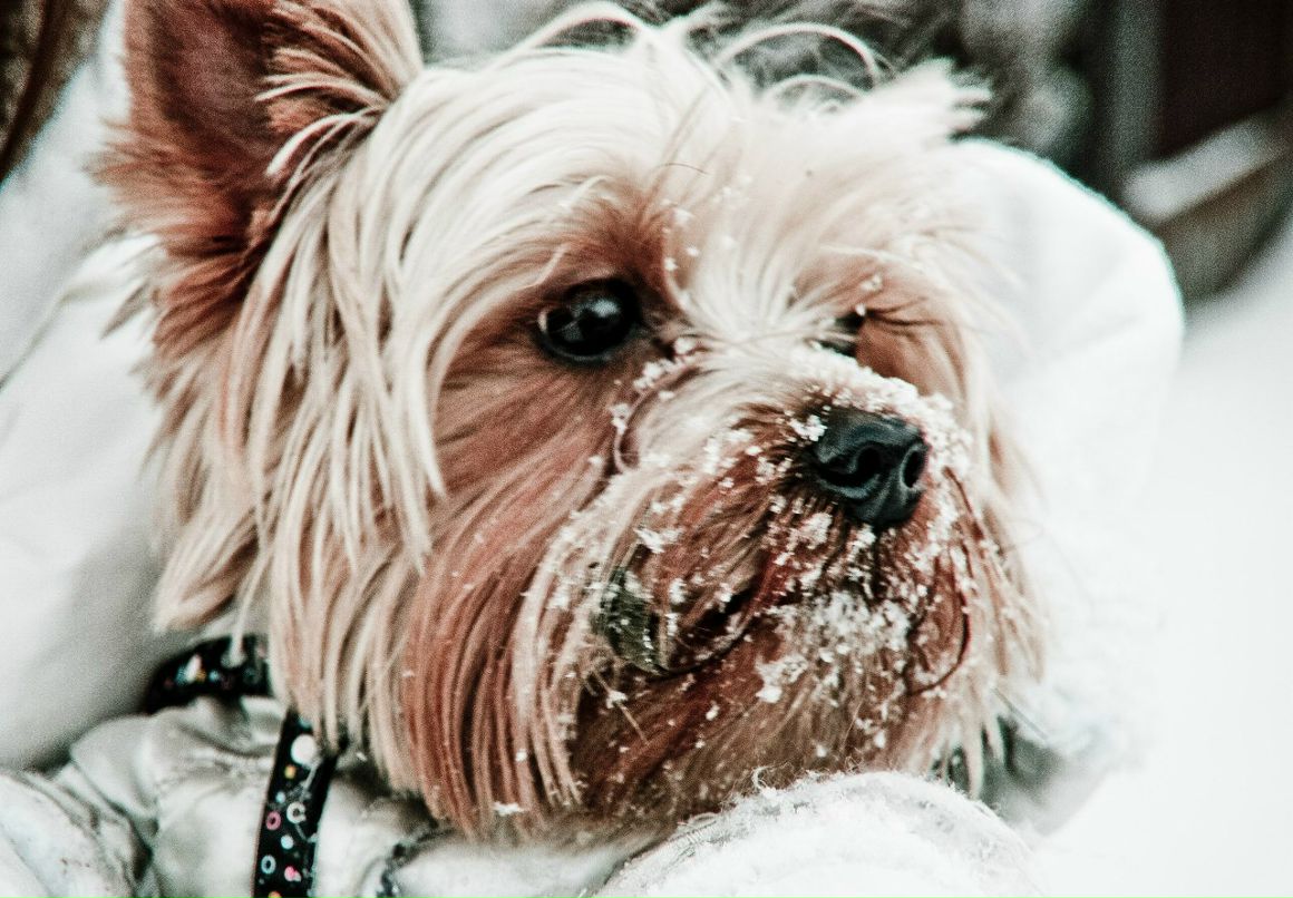 Artemiy Royce | Калининград