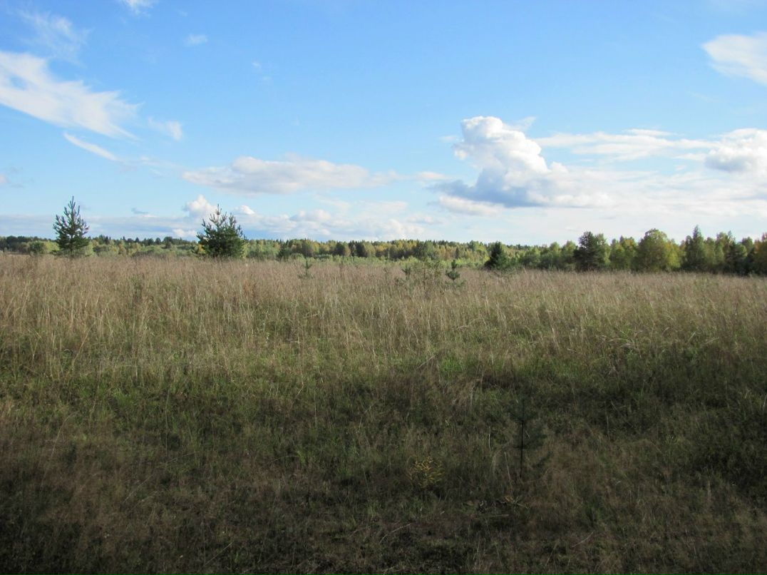 Илья Вишневой 