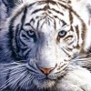 Аватар: Колян Матвеев