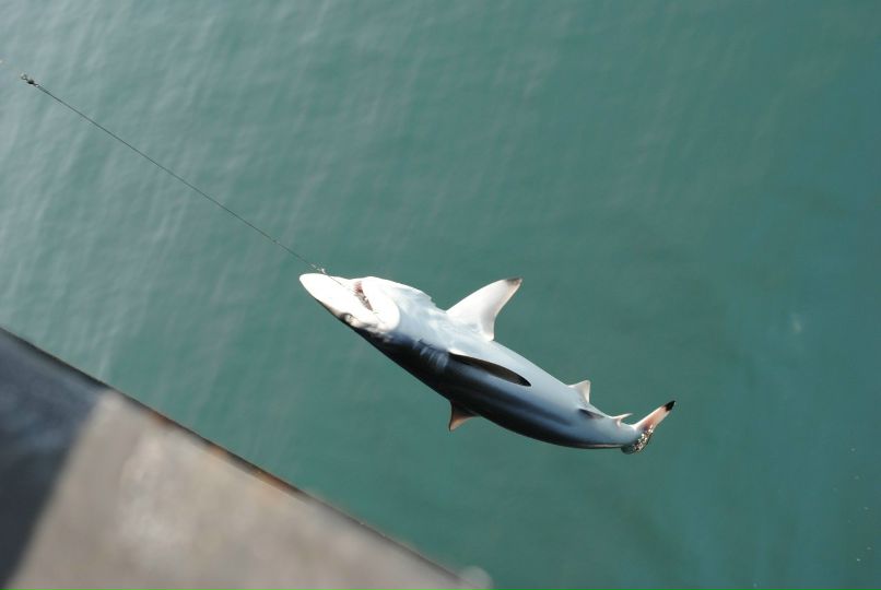 Екатерина Бельская | Санкт-Петербург