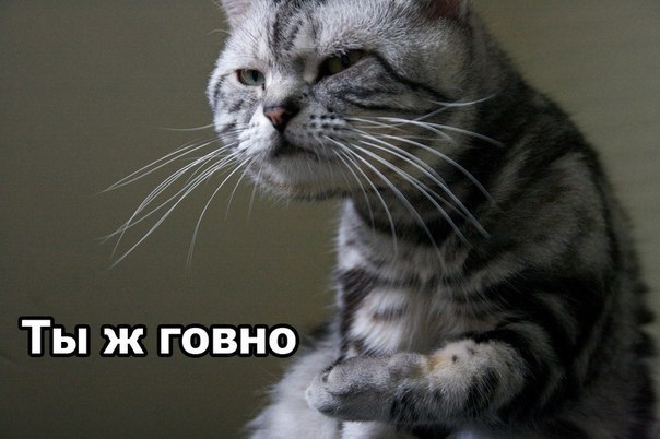 Александр Кот | Санкт-Петербург