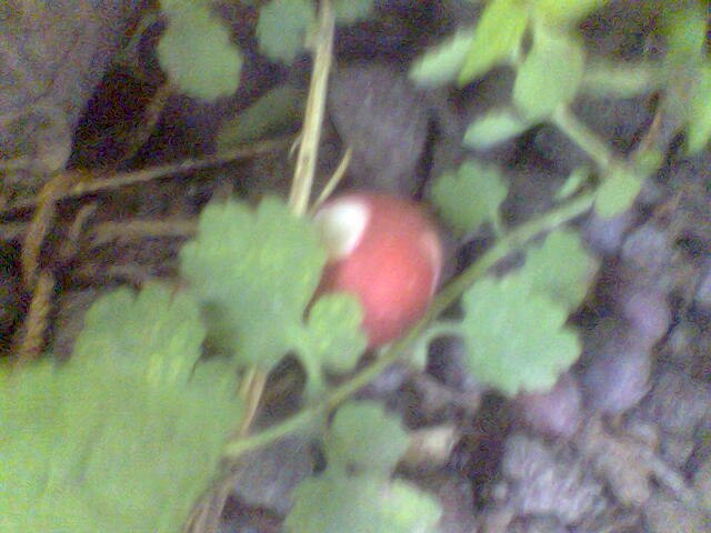 Светлана Буква | Бердичев