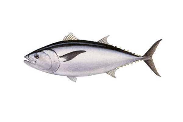 Госпожа Пустота | Красноярск