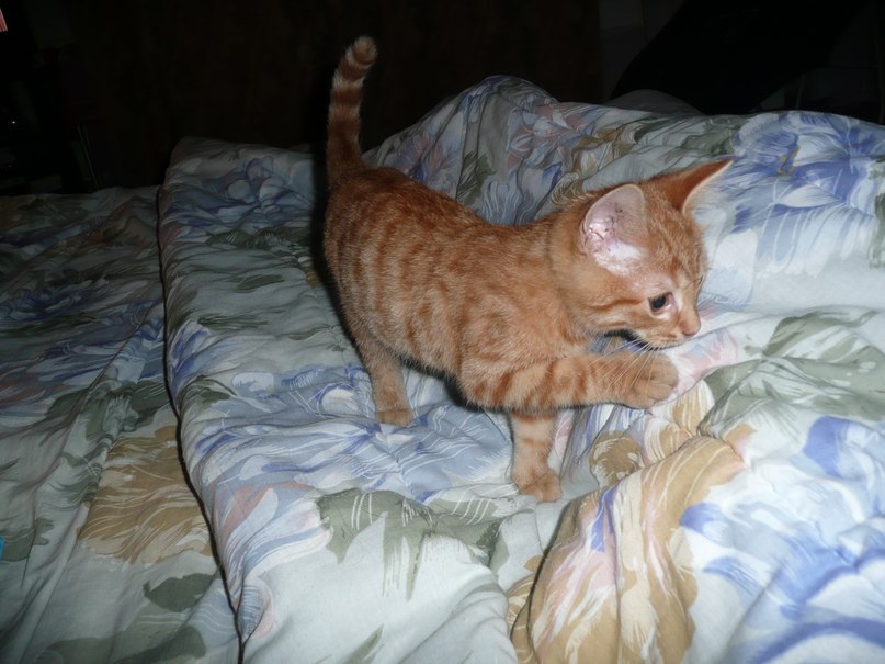 Валентина Соколова | Санкт-Петербург