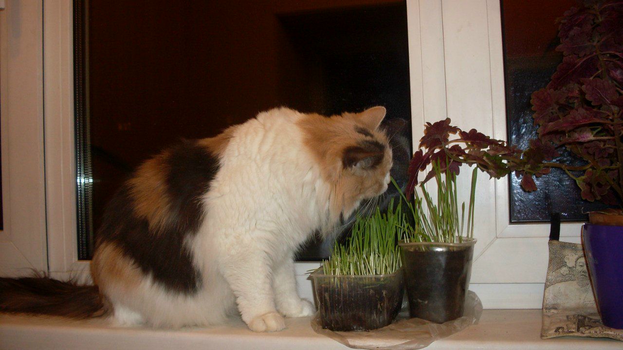 Ирина Наместникова | Санкт-Петербург