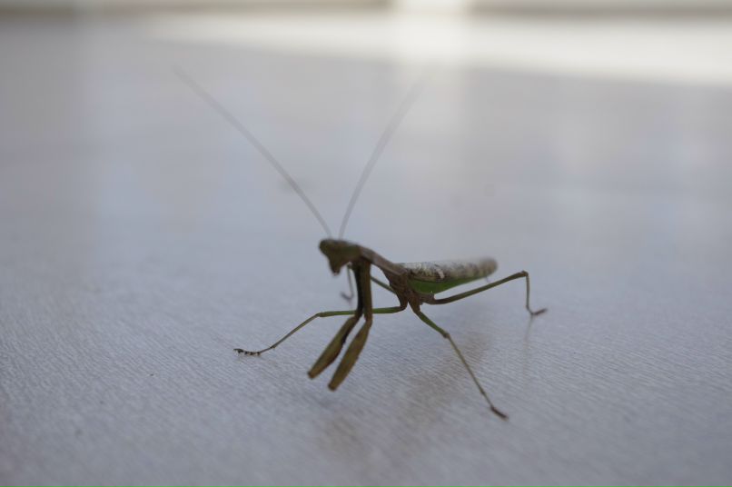 Илья Ломцев | Санкт-Петербург