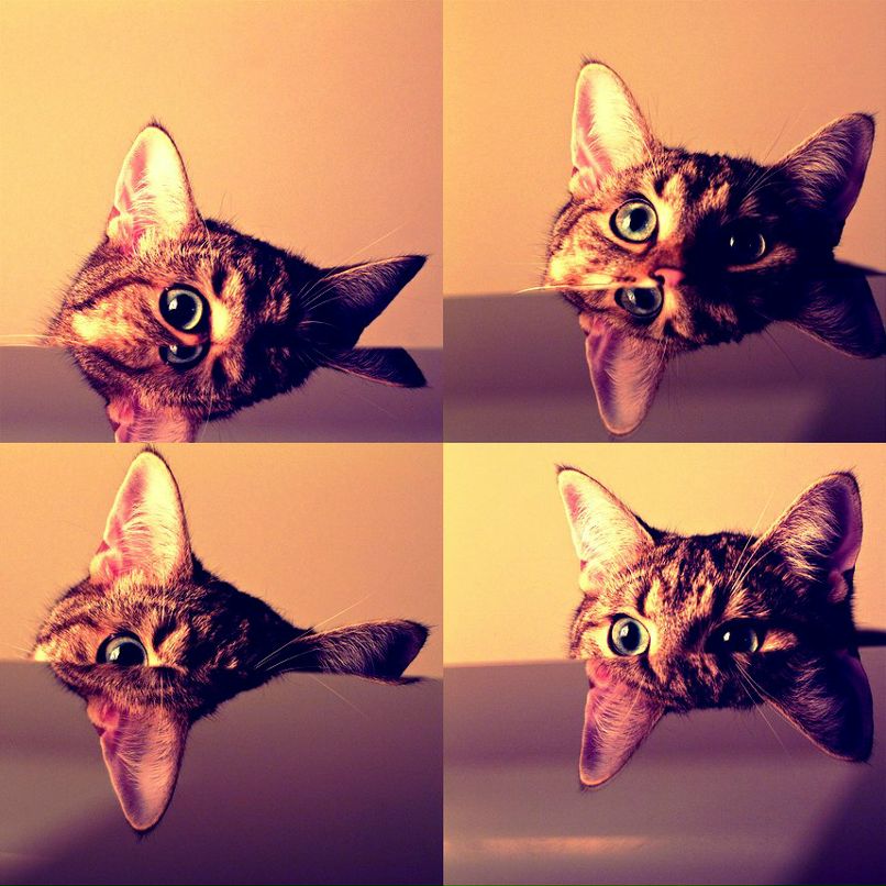 Рыжая-бестыжая MUSьKA | Hamburg