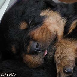 Николай Патраков | 