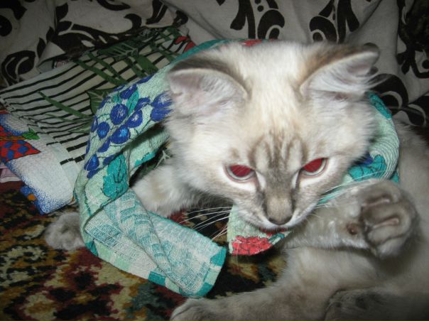 №22, Алёна Ищенко, Нарьян-Мар №22, Алёна Ищенко, Нарьян-Мар